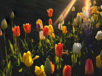 Close-up of tulips in field