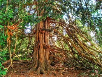 Low angle view of trees in forest