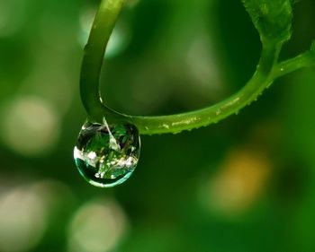 Close-up of raindrops on plant