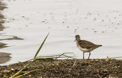 Close-up of bird perching on lake