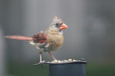 Close-up of bird perching