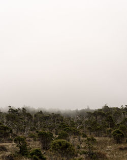 Trees on landscape against sky