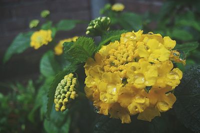 Close-up of yellow flower