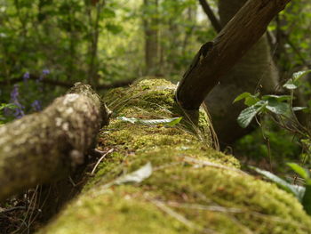 Close-up of mushroom growing on tree trunk