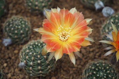 High angle view of orange cactus flower