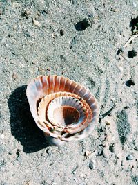 High angle view of seashell on sand at beach