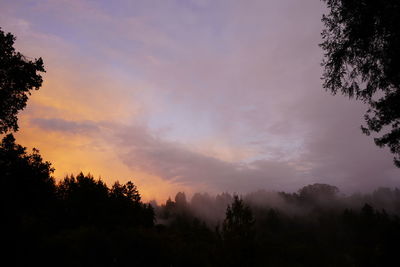 Low angle view of silhouette trees against sky during sunset