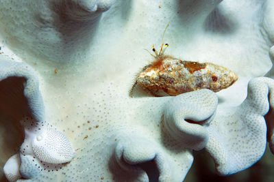 Close-up of crab in sea