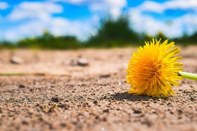 Close-up of yellow sunflower on field