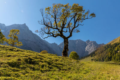 Scenic view of trees on field against sky