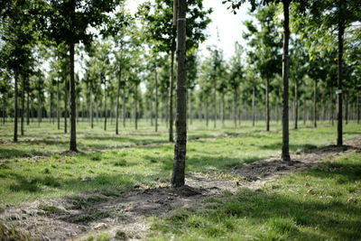 Trees on field in forest