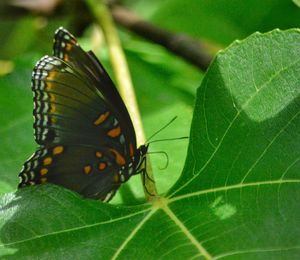 Close-up of butterfly on leaf