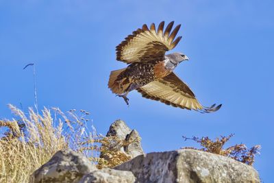 Low angle view of a jackal buzzard flying against blue sky