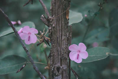 Close-up of pink flowering plant
