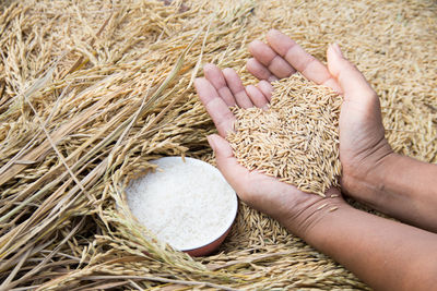 High angle view of hands holding grain
