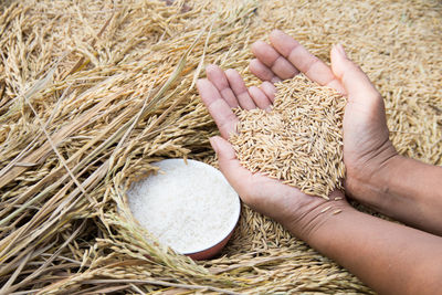 High angle view of hands holding grain
