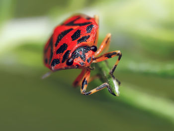 Close-up of insect on leaf