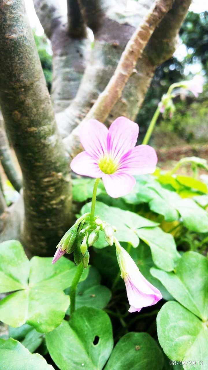 flower, petal, freshness, growth, fragility, beauty in nature, leaf, flower head, nature, pink color, close-up, focus on foreground, blooming, single flower, plant, park - man made space, in bloom, green color, blossom, botany