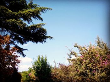 Low angle view of trees against clear blue sky