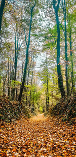 Trees growing in forest during autumn