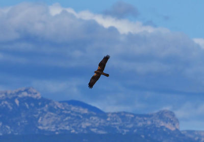 Low angle view of bird flying in sky