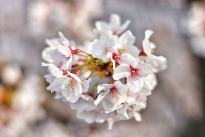 Close-up of apple blossoms in spring