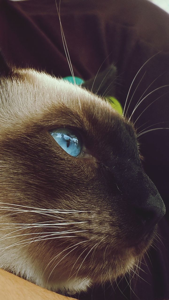 one animal, animal themes, close-up, animal body part, domestic animals, animal head, pets, part of, mammal, focus on foreground, animal eye, indoors, cropped, whisker, black color, animal hair, detail, portrait, domestic cat