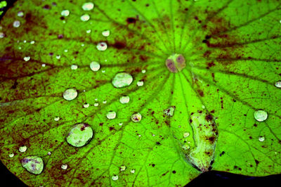 Full frame shot of raindrops on leaf