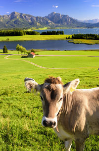 Portrait cow grazing on field against sky
