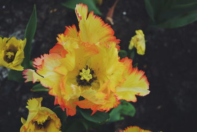 Close-up of yellow flower