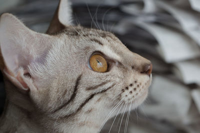 Close-up portrait of cat