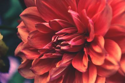 Close-up of dahlia blooming outdoors