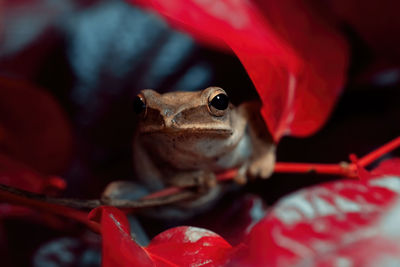 Frog on red leaf