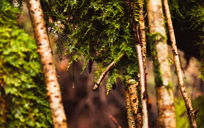 Close-up of lichen growing on tree trunk in forest