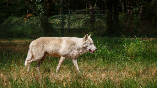 Side view of cat walking on field