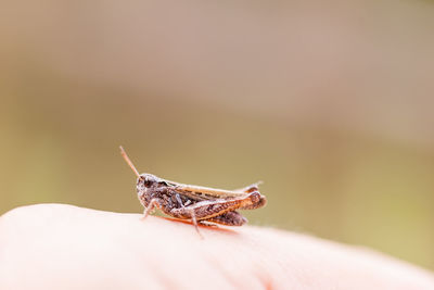 Close-up of insect on hand