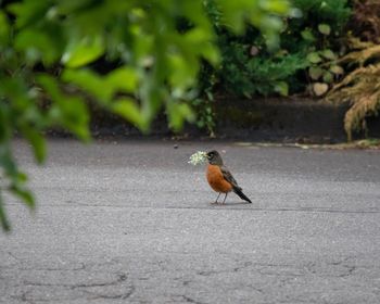 Bird perching on a road