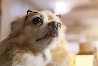 Close-up of a dog looking away at home