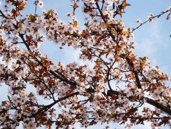 Low angle view of cherry blossoms against sky