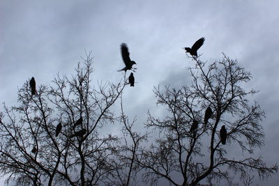 Low angle view of birds perching on tree