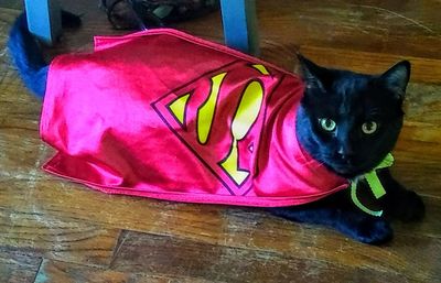 High angle view of a cat