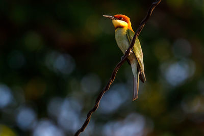 Close-up of bird perching on branch