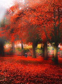 Trees in park during autumn