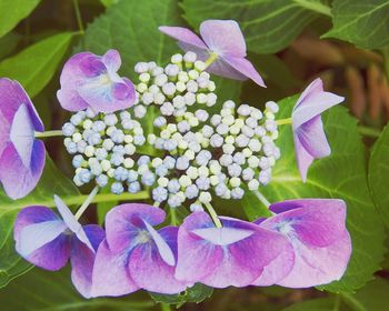 Close-up of purple flowering plant in park