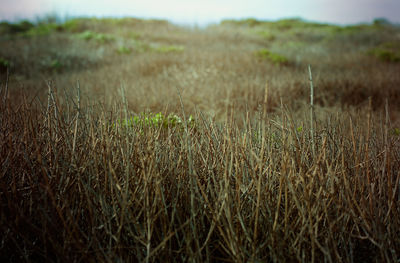 Close-up of grass on field