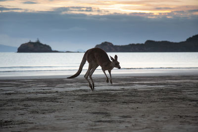 Dog on beach