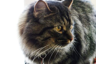 Close-up of cat