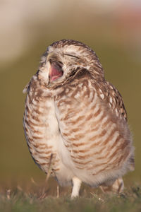 Close-up of owl perching on land