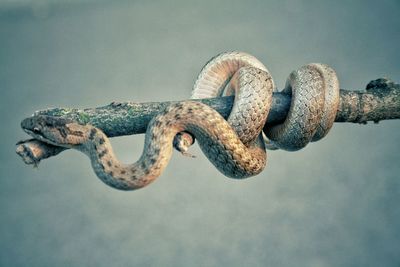 Close-up of snake coiled on stick