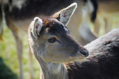 Close-up of a deer looking away